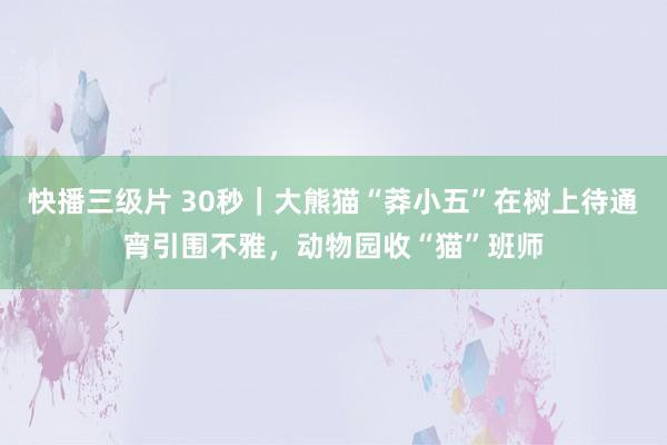 快播三级片 30秒｜大熊猫“莽小五”在树上待通宵引围不雅，动物园收“猫”班师